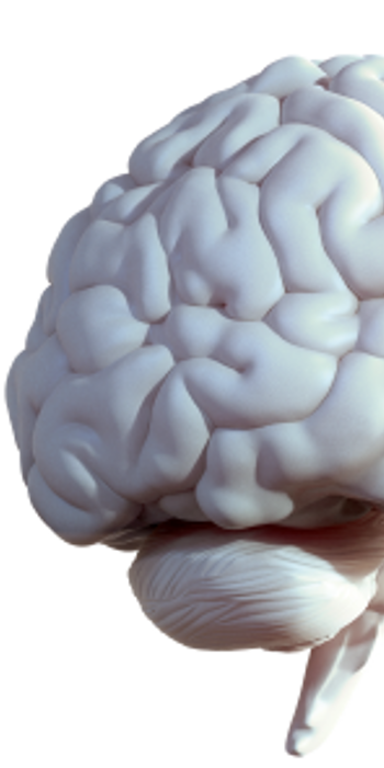  A cut-out graphic of half of a brain. 